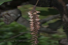 Pholidota imbricata